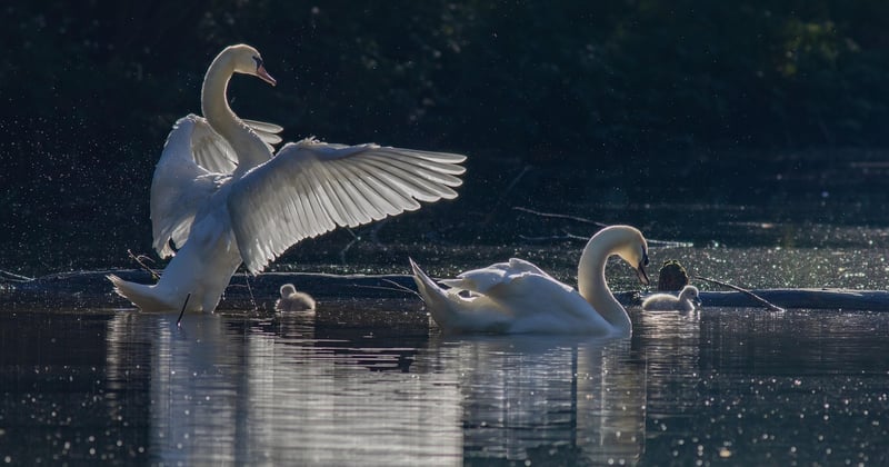 Observer les oiseaux : meilleurs spots et matériel pour débuter